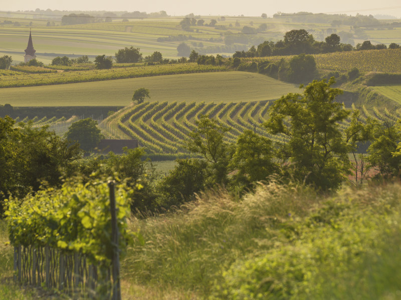 Die Weinberge in der Region Wagram