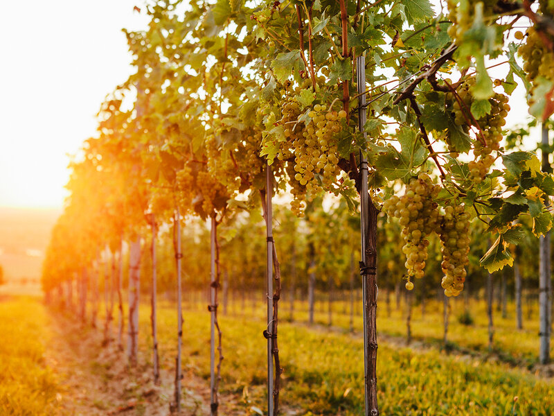 Weinberg Dam, Traismauer, Tullner Donauraum