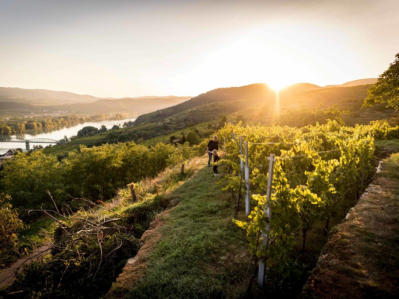 Weinlese in Wachau © Niederösterreich Werbung / Robert Herbst