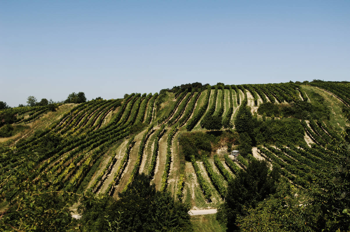 Weinlehrpfad Königsbrunn