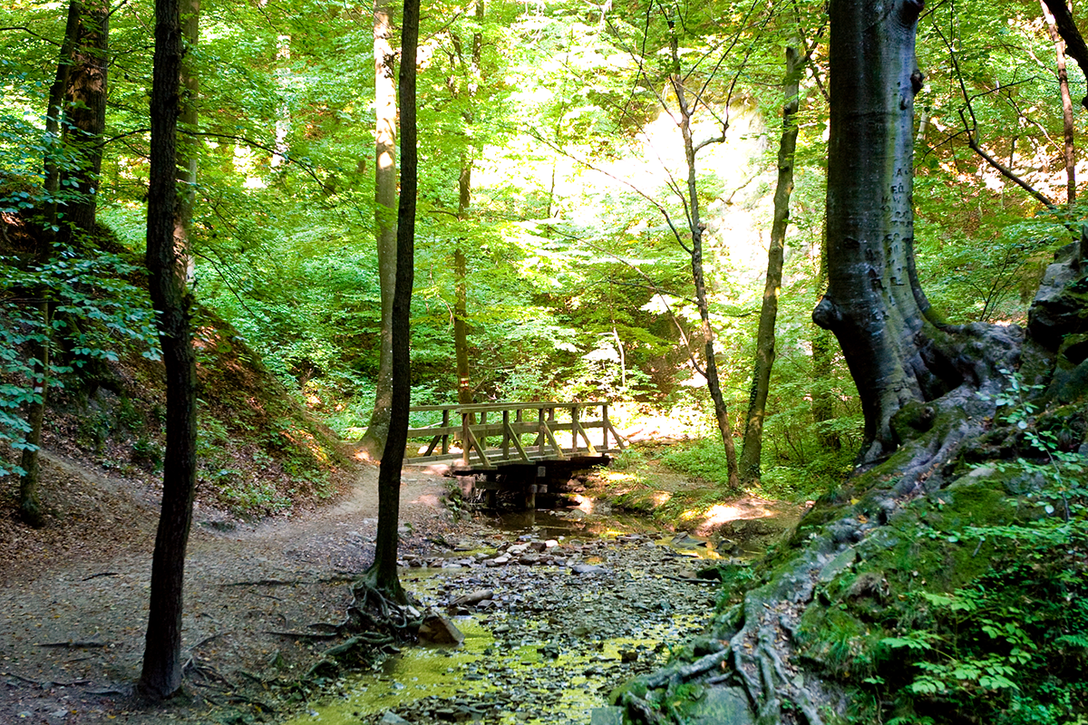 Eichenhain im Herbst