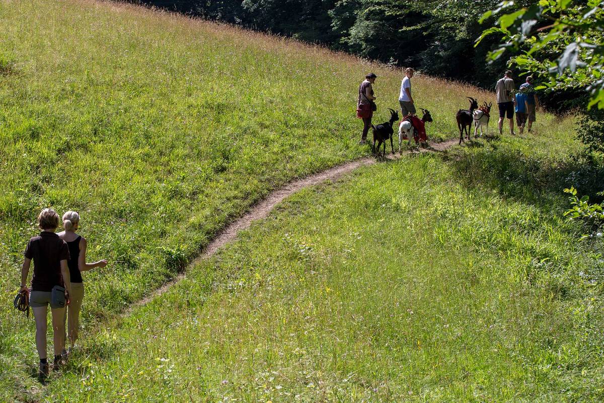 Ziegenwanderung