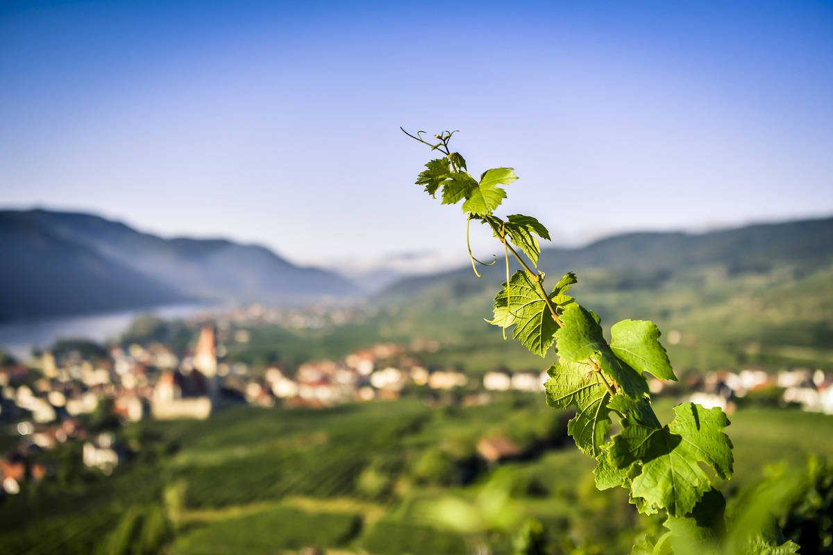 Weißenkirchen in der Wachau