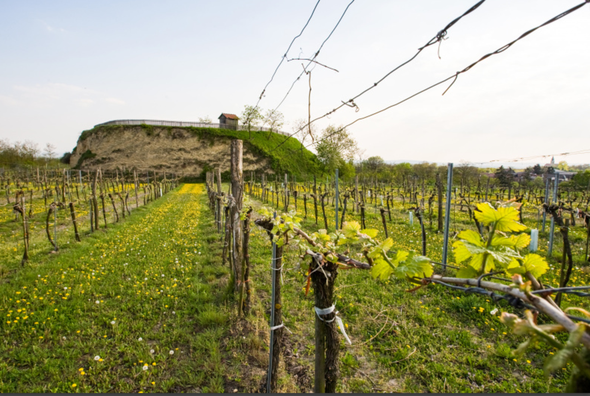 Schlossberg Mitterstockstall