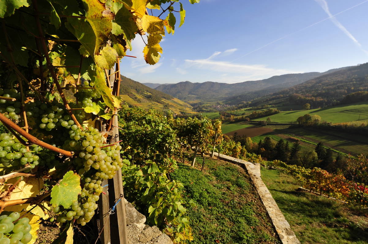 wein-wachau-herbst-nutzungsrecht-vorhanden-c-weingut-graben-gritsch-petr-blaha-12